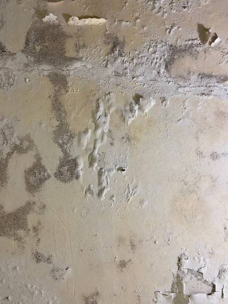 Best Emergency Mold Remediation in Weeping Water, NE